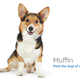 Image for article titled Amazon's Error Dogs, Ranked